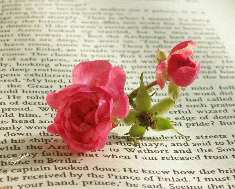Pink Rose on Book Page — Calm, Photograph