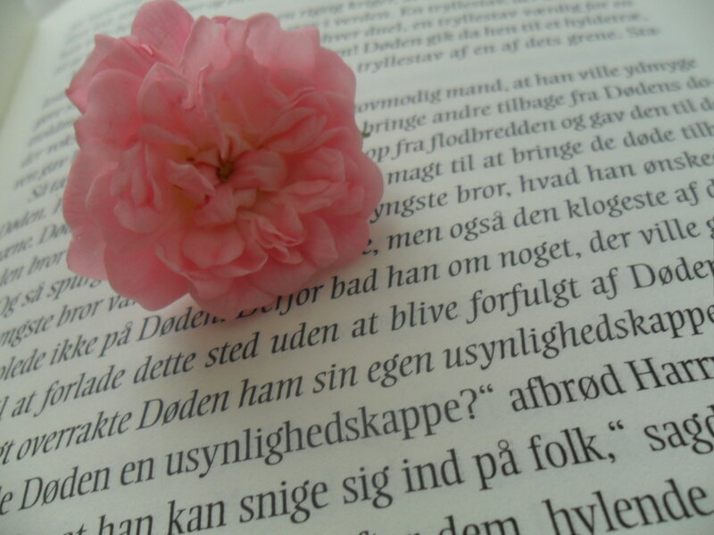 Pink Rose on Book Page — Calm