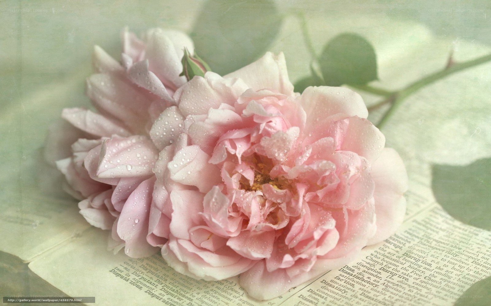 Pink rose on book page