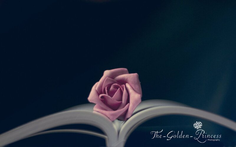 Pink Rose on Book — Purple, Dramatic