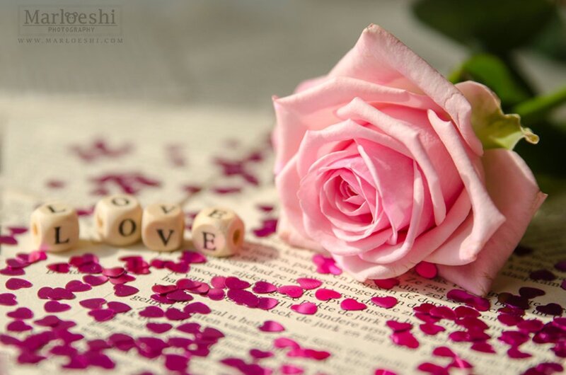 Pink Rose on Book — Romantic, Photograph