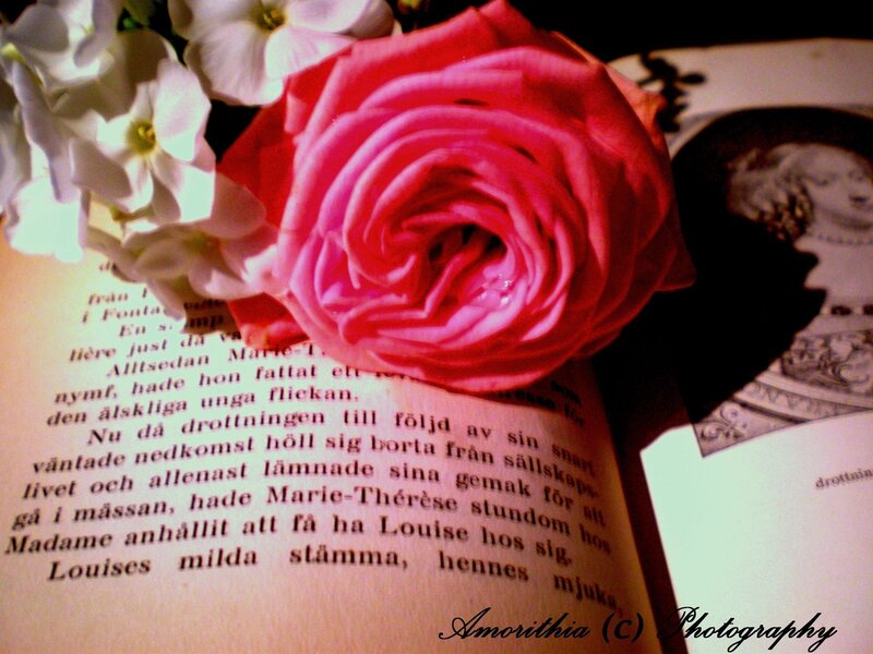 Pink Rose on Book — Romantic