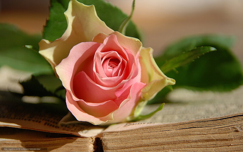 Pink Rose on Book — Serene, Afternoon, Photograph, Leaves