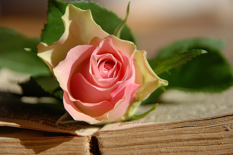Pink Rose on Book — Serene, Afternoon