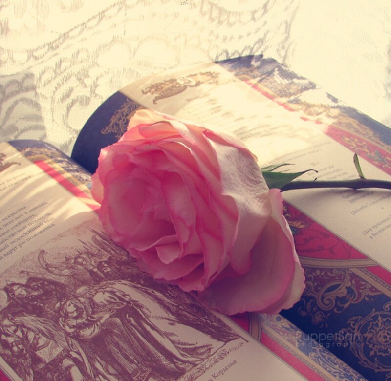 Pink Rose on Book — Serene, Morning