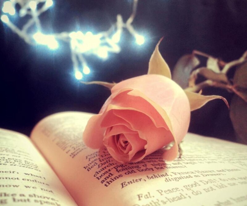 Pink Rose on Book — Serene, Night