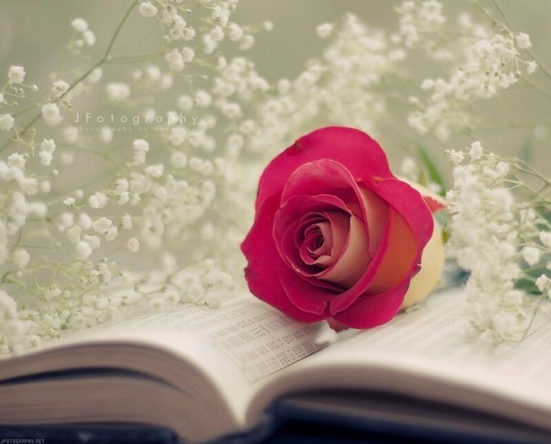 Pink Rose on Book — Serene, Photograph, Baby's Breath