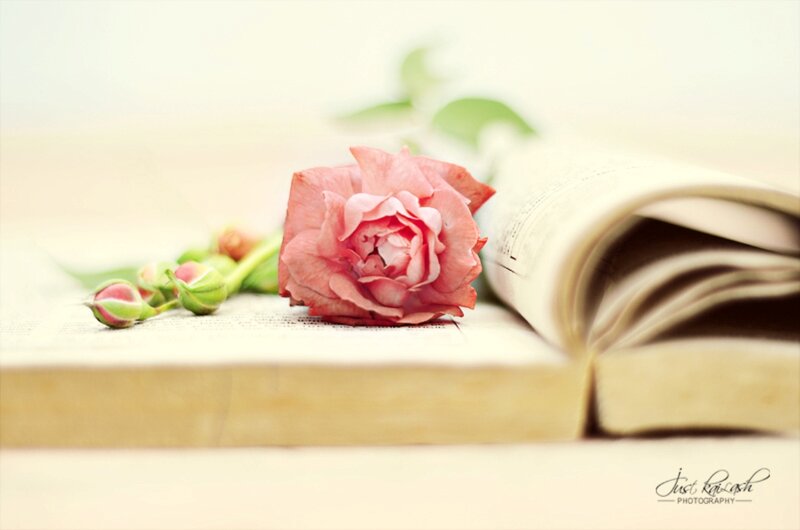 Pink Rose on Book — Serene, Photograph, Buds