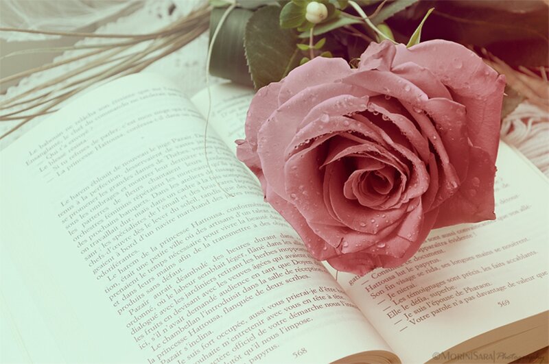 Pink Rose on Book — Serene, Photograph, Drops