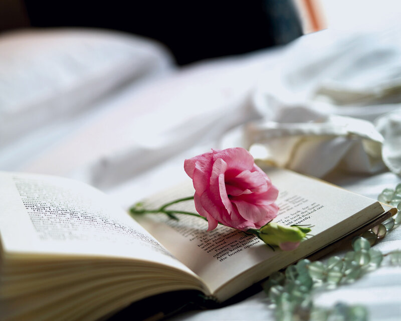 Pink Rose on Book — Serene, Photograph, Flower