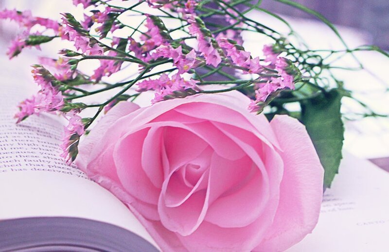 Pink Rose on Book — Serene, Photograph, Flowers, Green Leaf
