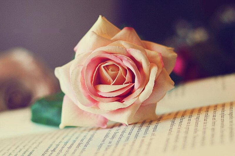 Pink Rose on Book — Serene, Photograph, Green Leaf