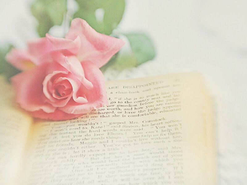 Pink Rose on Book — Serene, Photograph, Green Leaves