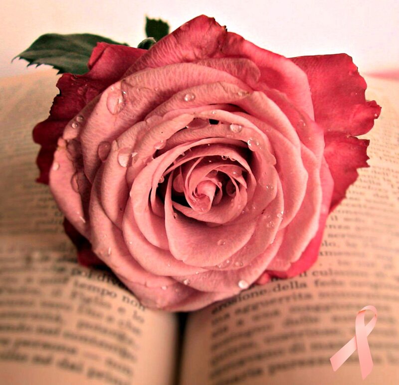 Pink Rose on Book — Serene, Photograph, Leaf, Pink Ribbon