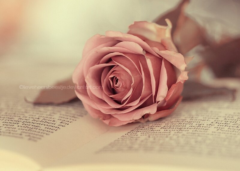 Pink Rose on Book — Serene, Photograph, Leaf