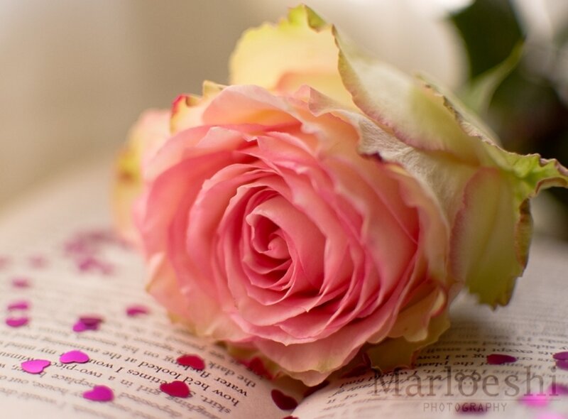 Pink Rose on Book — Serene, Photograph, Petals, Text