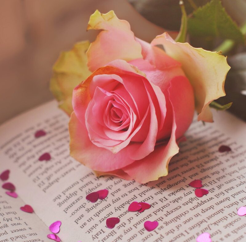 Pink Rose on Book — Serene, Photograph, Petals