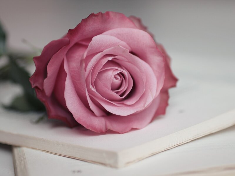 Pink Rose on Book — Serene, Photograph, Stem