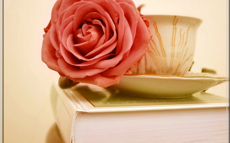 Pink Rose on Book — Serene, Photograph, Teacup