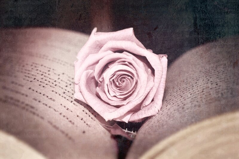 Pink Rose on Book — Serene, Photograph, Text