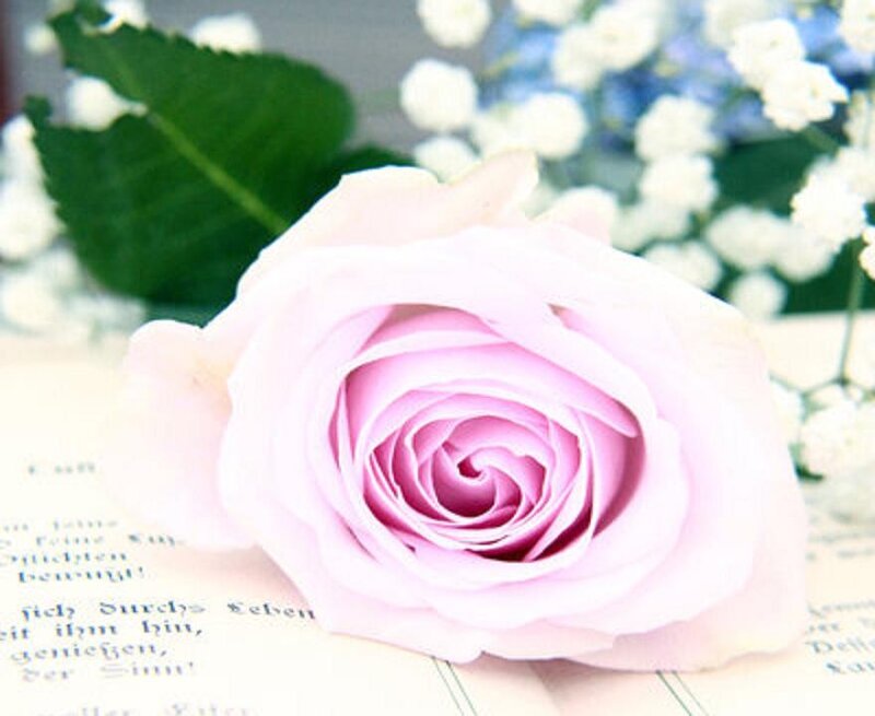 Pink Rose on Book — Serene, Photograph