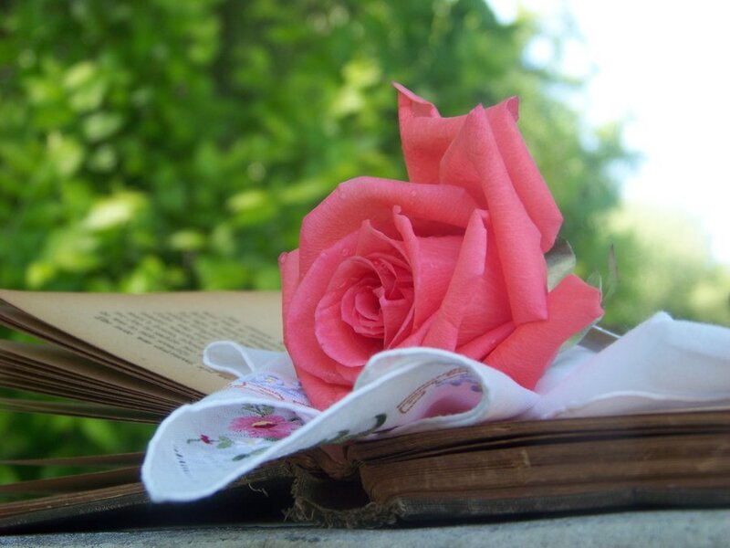 Pink Rose on Book — Serene