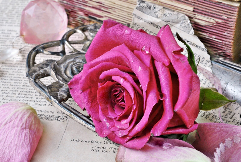 Pink Rose on Book — Still Life