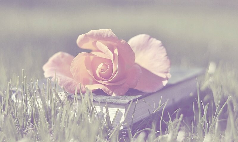 Pink Rose on Book