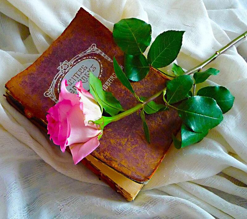 Pink Rose on Book — White, Serene