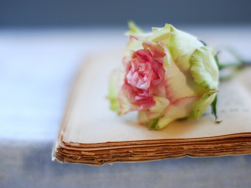 Pink Rose on Book — White