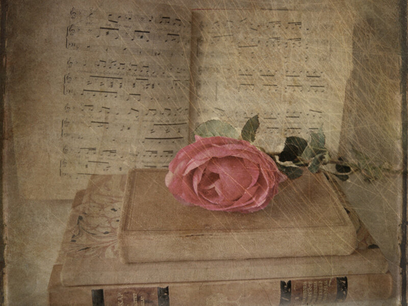 Pink Rose on Books — Brown