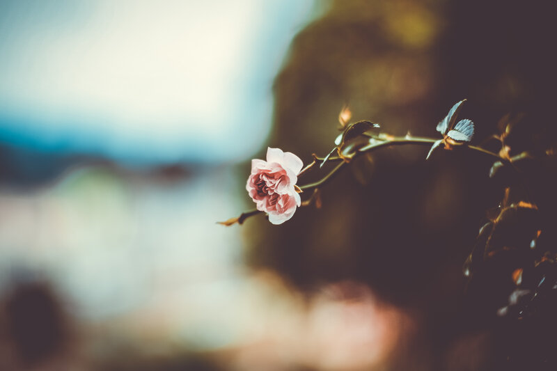 Pink Rose on Branch