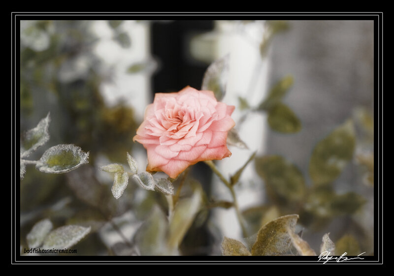 Pink Rose on Bush