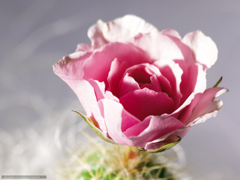 Pink Rose on Cactus — Serene, Photograph, Petals, Green Leaves