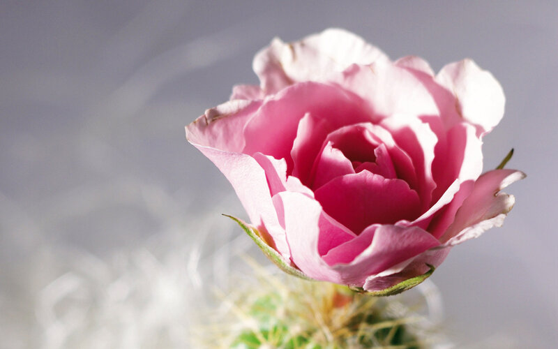 Pink Rose on Cactus — Serene, Photograph