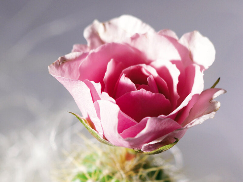 Pink Rose on Cactus — Serene