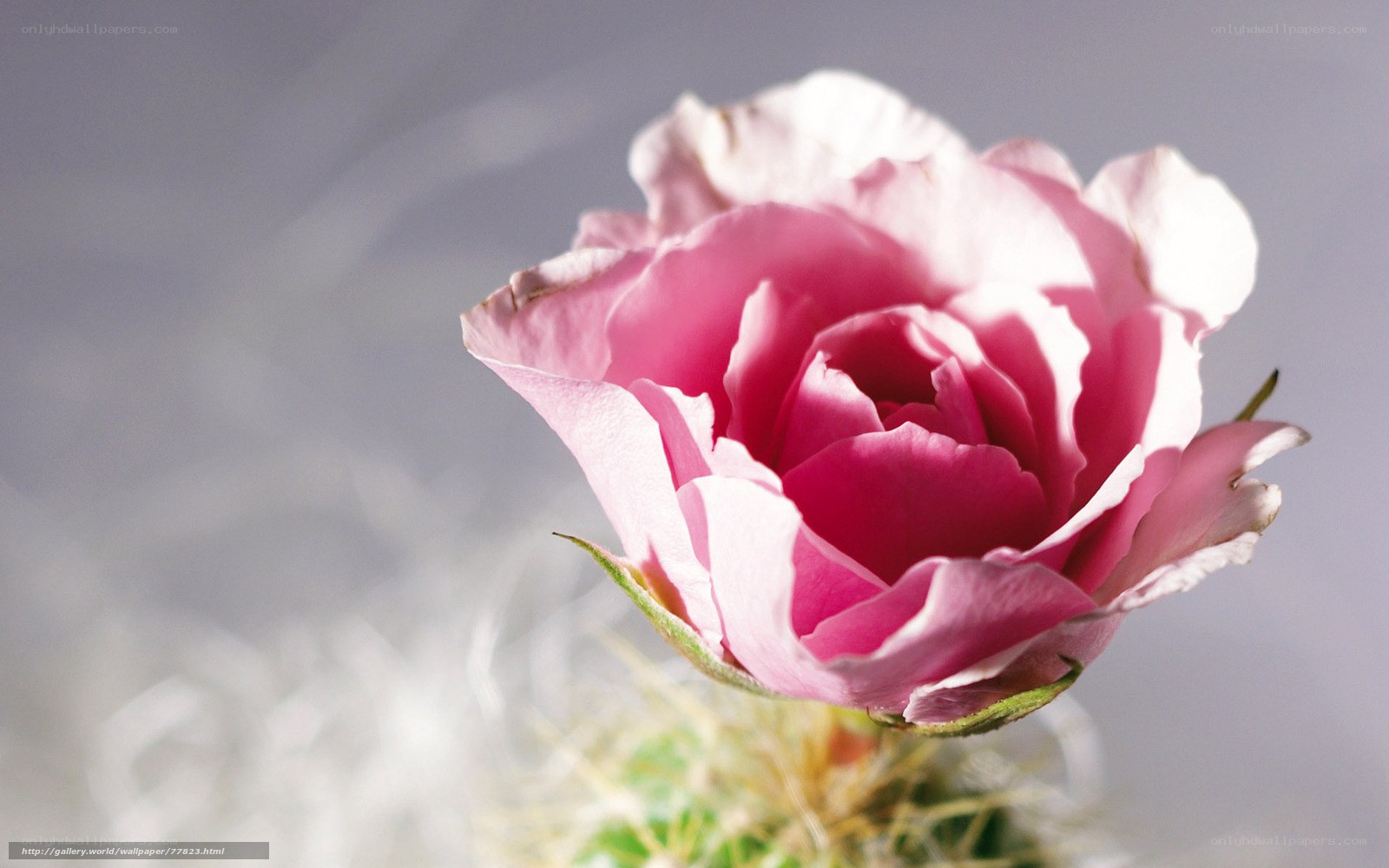 Pink rose on cactus