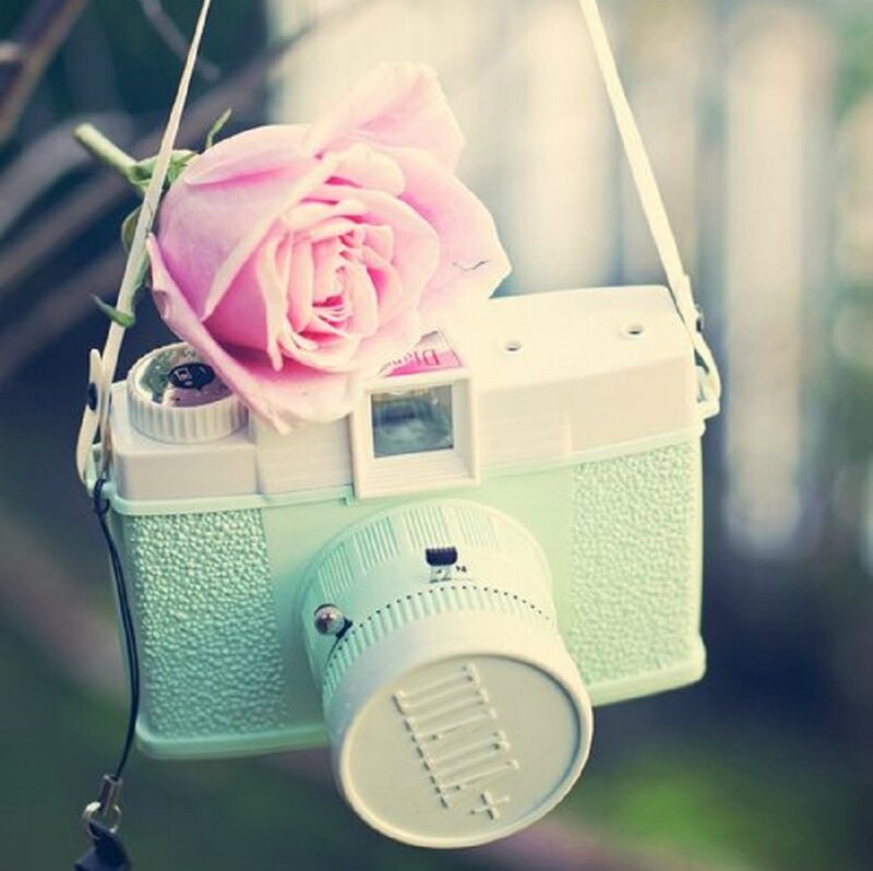 Pink Rose on Camera