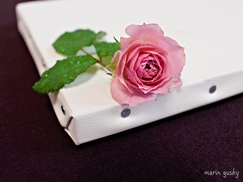 Pink Rose on Canvas