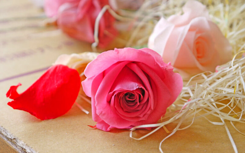 Pink Rose on Cardboard