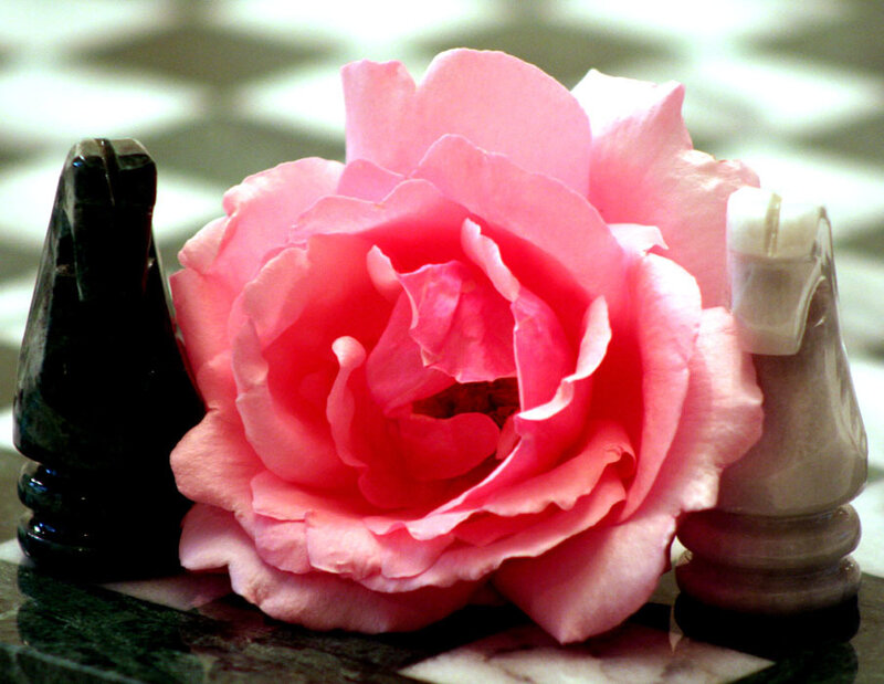 Pink Rose on Chessboard