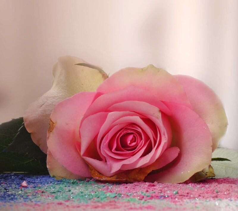 Pink Rose on Colored Powder