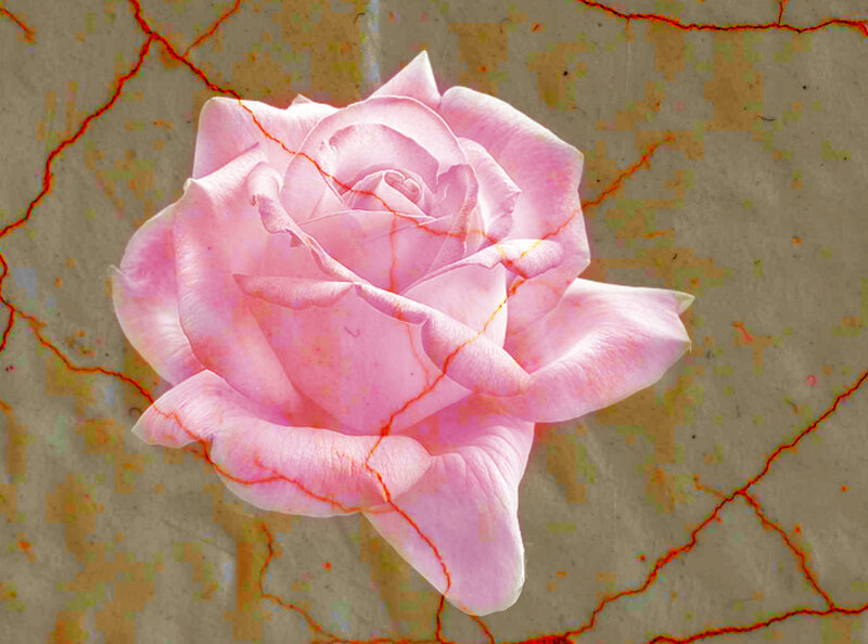 Pink Rose on Cracked Surface