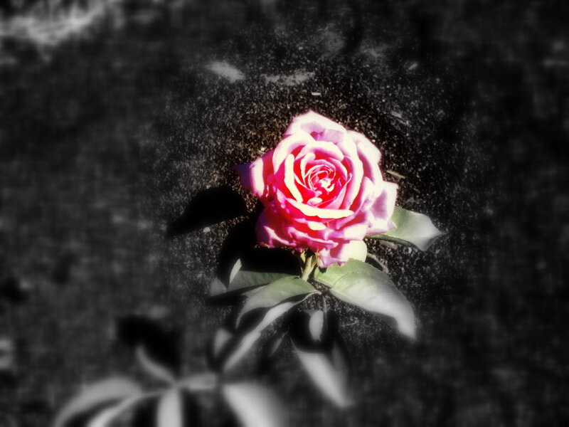 Pink Rose on Dark Ground