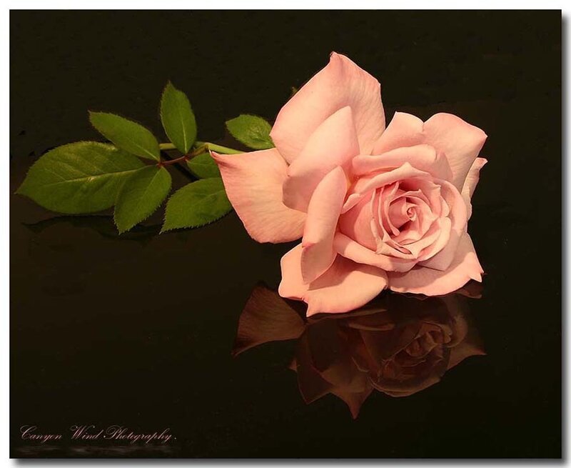 Pink rose on dark surface
