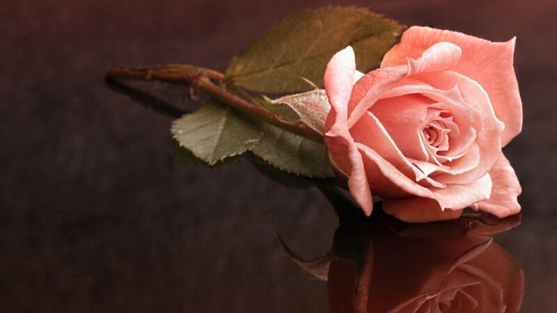 Pink Rose on Dark Surface — Calm