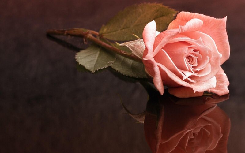 Pink Rose on Dark Surface — Serene, Photograph, Leaf