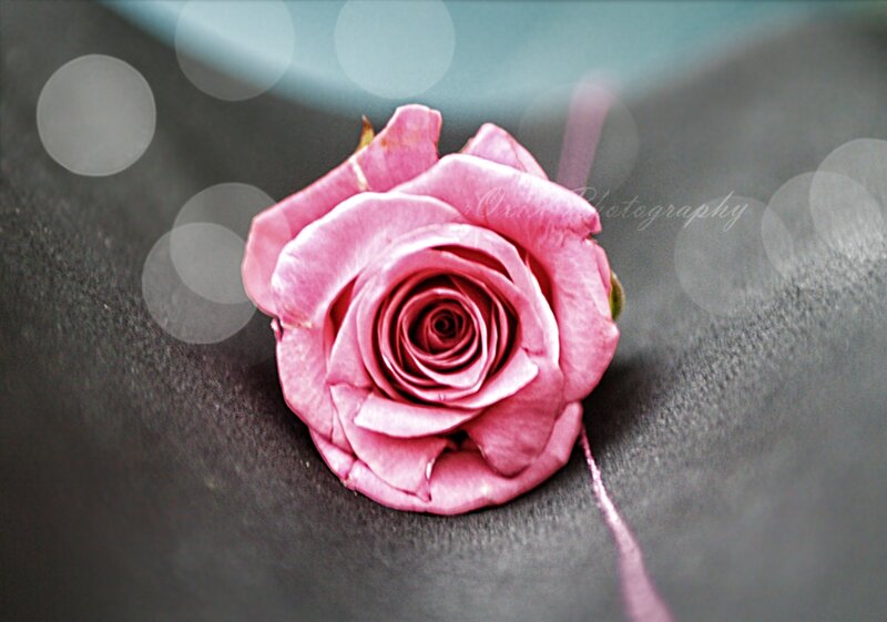 Pink Rose on Dark Surface — Serene, Photograph