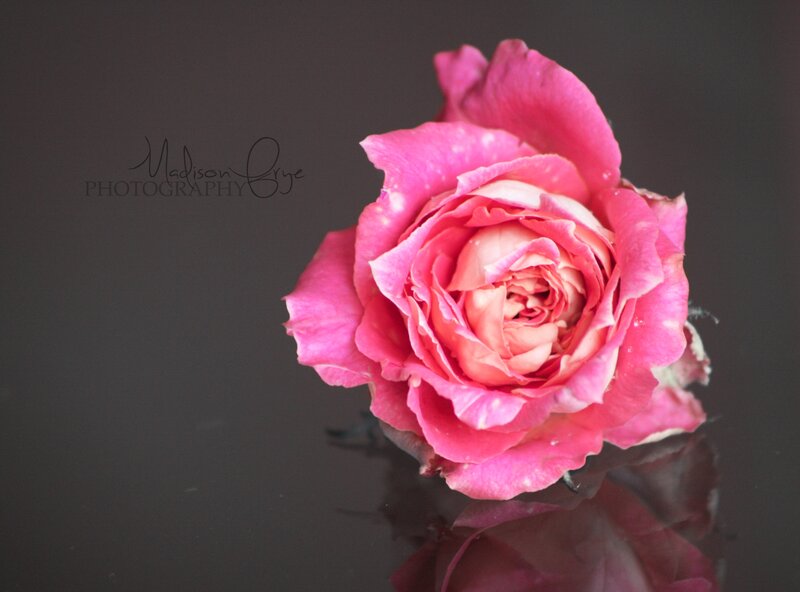Pink Rose on Dark Surface — Serene