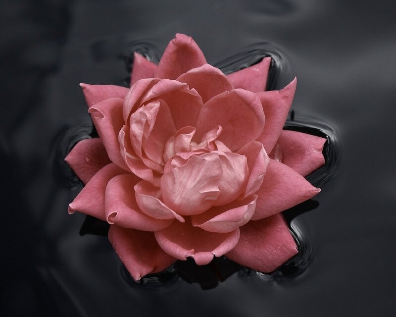 pink rose on dark water